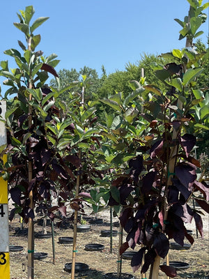 Schubert Chokecherry - Tree - Nature Hills Nursery - 3 Container 4 - 5 Feet - 