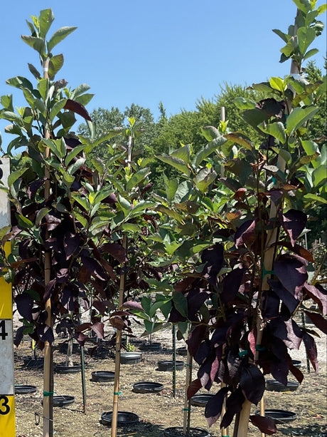 Schubert Chokecherry - Tree - Nature Hills Nursery - 3 Container 4 - 5 Feet - 