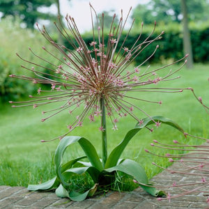 Schubertii Allium - Nature Hills Nursery - 3 Pack Bulbs - 