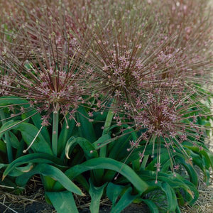 Schubertii Allium - Nature Hills Nursery - 3 Pack Bulbs - 