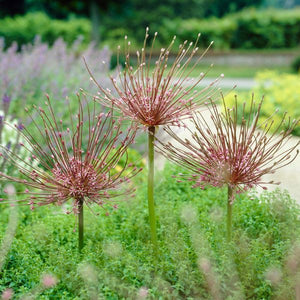 Schubertii Allium - Nature Hills Nursery - 3 Pack Bulbs - 