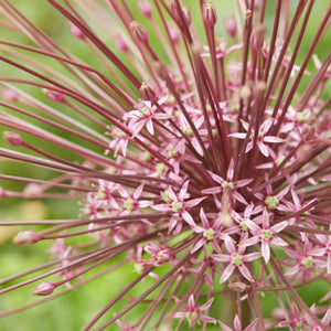 Schubertii Allium - Nature Hills Nursery - 3 Pack Bulbs - 