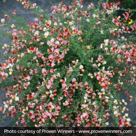 Proven Winner? Color Choice? Sister Rosie? Scotch Broom