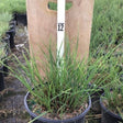 Scout Maiden Grass - Nature Hills Nursery - #3 Container - 