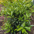 Screen Play Holly - Nature Hills Nursery - #1 Container - 