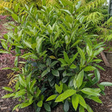 Screen Play Holly - Nature Hills Nursery - #1 Container - 
