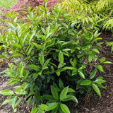 Screen Play Holly - Nature Hills Nursery - #1 Container - 