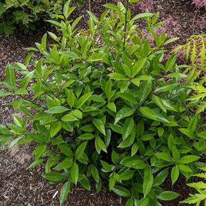 Screen Play Holly - Bush - Nature Hills Nursery - 1 Container - 