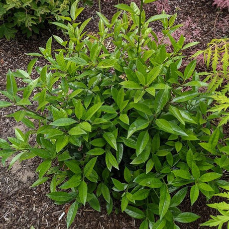 Screen Play Holly - Bush - Nature Hills Nursery - 1 Container - 