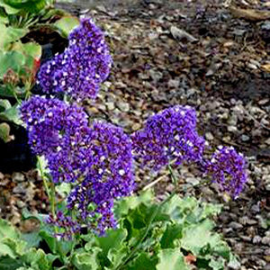 Sea Lavender - Nature Hills Nursery - #1 Container - 