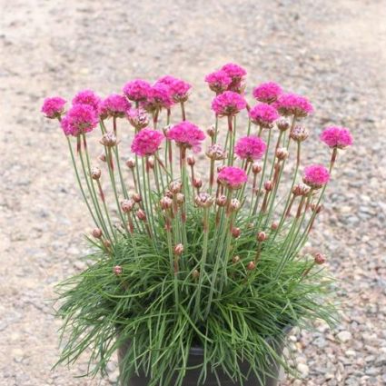 Sea Thrift - Nature Hills Nursery - #1 Container - 