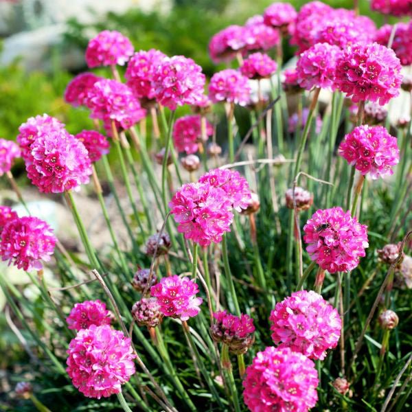 Sea Thrift - Nature Hills Nursery - #1 Container - 