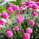 Sea Thrift - Nature Hills Nursery - #1 Container - 