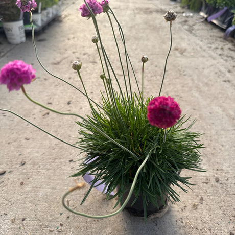 A potted Sea Thrift 'Splendens' plant displaying multiple bright pink,