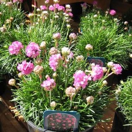 Close-up of pink armeria flowers on Splendens Sea Thrift blooming in late spring to early summer to late summer.
