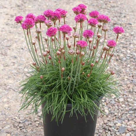 Splendens Sea Thrift (Armeria maritima 'Splendens'), a perennial featuring pink flowers and perennial.