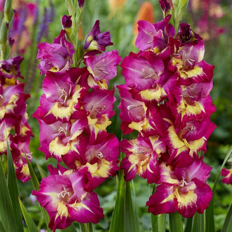 Seashore Gladiolus - Nature Hills Nursery - 12 Pack Bulbs - 