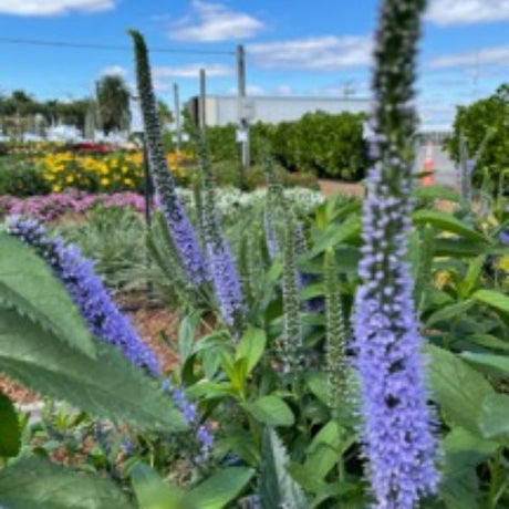 Seaside Veronica - Nature Hills Nursery - #1 Container - 
