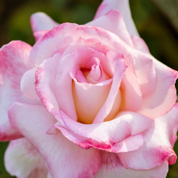 Secret™ Hybrid Tea Rose
