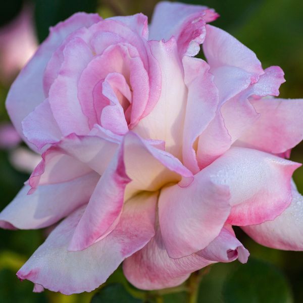 Secret™ Hybrid Tea Rose