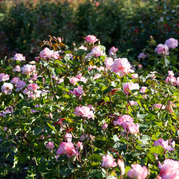 Secret&trade; Hybrid Tea Rose