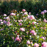Secret&trade; Hybrid Tea Rose