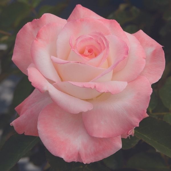 Secret™ Hybrid Tea Rose