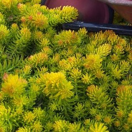 Close-up of yellow sedum flowers on Angelina Sedum.