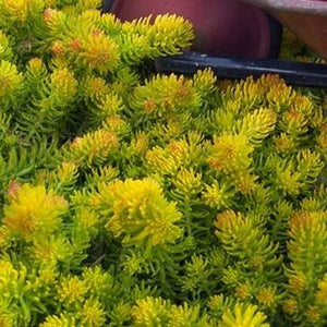 Close-up of yellow sedum flowers on Angelina Sedum.