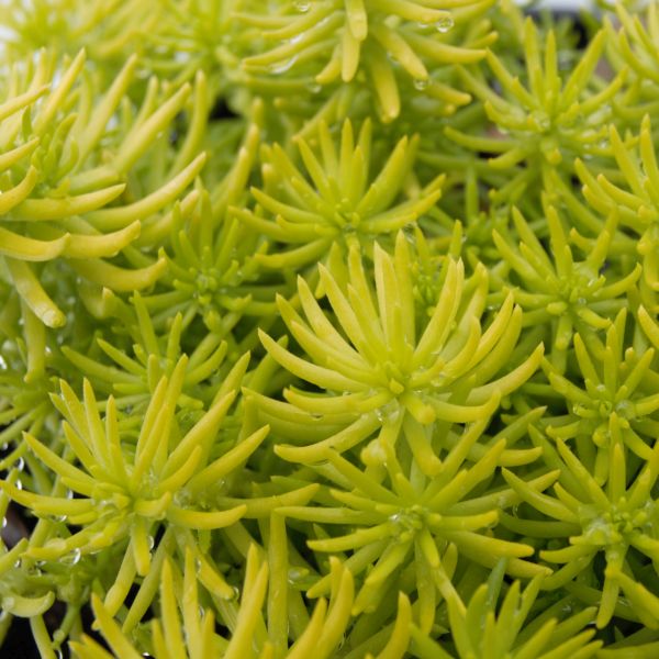 Perennial foliage of Angelina Sedum (Sedum rupestre 'Angelina') in a garden setting.