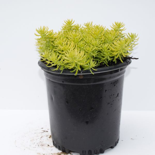 Angelina Sedum (Sedum rupestre 'Angelina') growing in a garden landscape, showing mature perennial form.