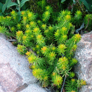 Angelina Sedum (Sedum rupestre 'Angelina'), a perennial featuring yellow flowers and perennial.