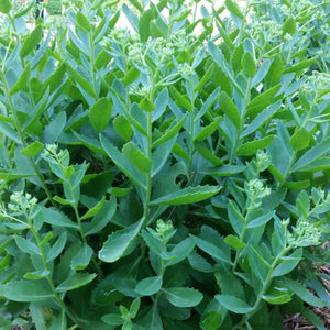 Yellow fall foliage on Autumn Joy Sedum (Sedum 'Herbstfreude').