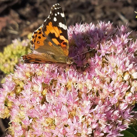 Close-up of red, pink sedum flowers on Autumn Joy Sedum.