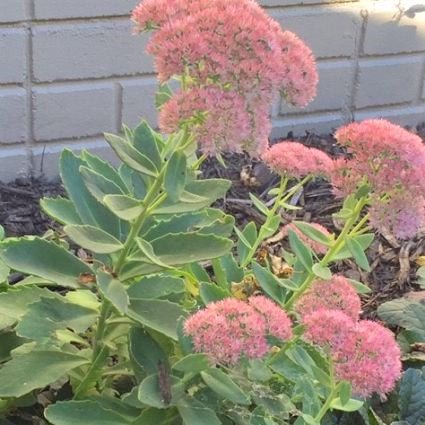 Perennial foliage of Autumn Joy Sedum (Sedum 'Herbstfreude') in a garden setting.
