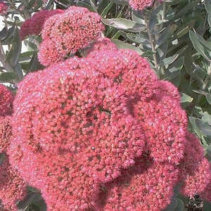 Autumn Joy Sedum (Sedum 'Herbstfreude') perennial detail, image 6 of 6.