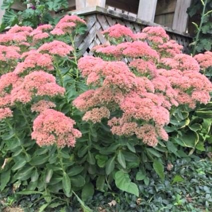 Autumn Joy Sedum (Sedum 'Herbstfreude'), a perennial featuring red, pink flowers and perennial.