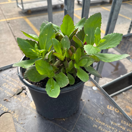 A young Sedum 'Birthday Party' plant in a black pot, featuring fresh green foliage with serrated edges and subtle reddish tints.