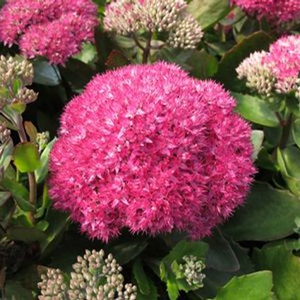 Close-up of pink sedum flowers on Birthday Party Sedum.