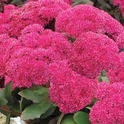 Birthday Party Sedum (Sedum  'Birthday Party'), a perennial featuring pink flowers and perennial.
