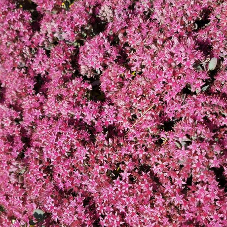 Perennial foliage of Cauticola Sedum (Sedum cauticola) in a garden setting.