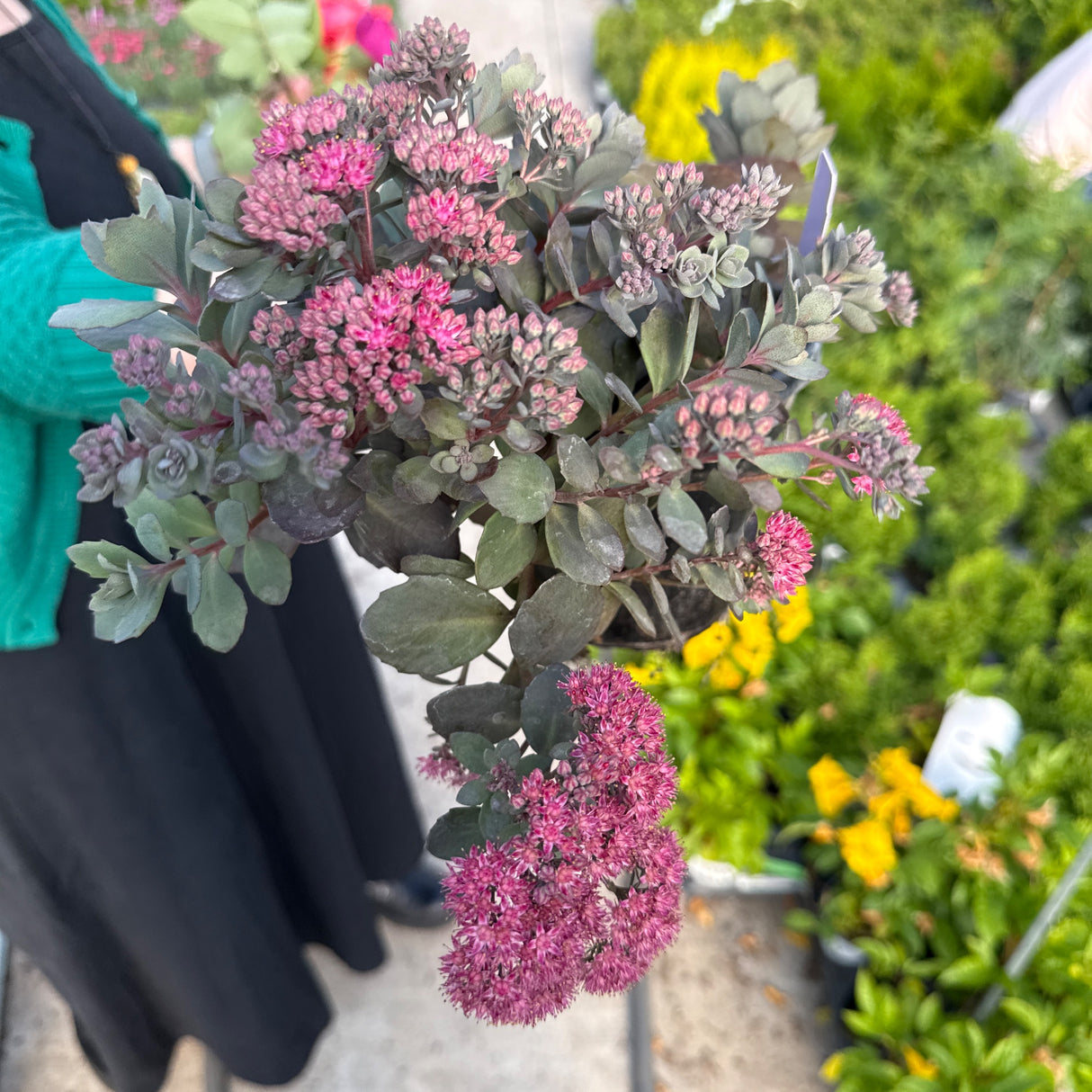 SunSparkler® Dazzleberry Sedum