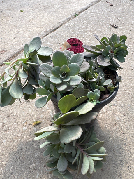 Mixed succulent container garden featuring various sedum varieties with thick fleshy blue-green leaves in different rosette formations on concrete.
