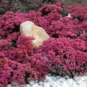 SUNSPARKLER&reg; Dazzleberry Sedum