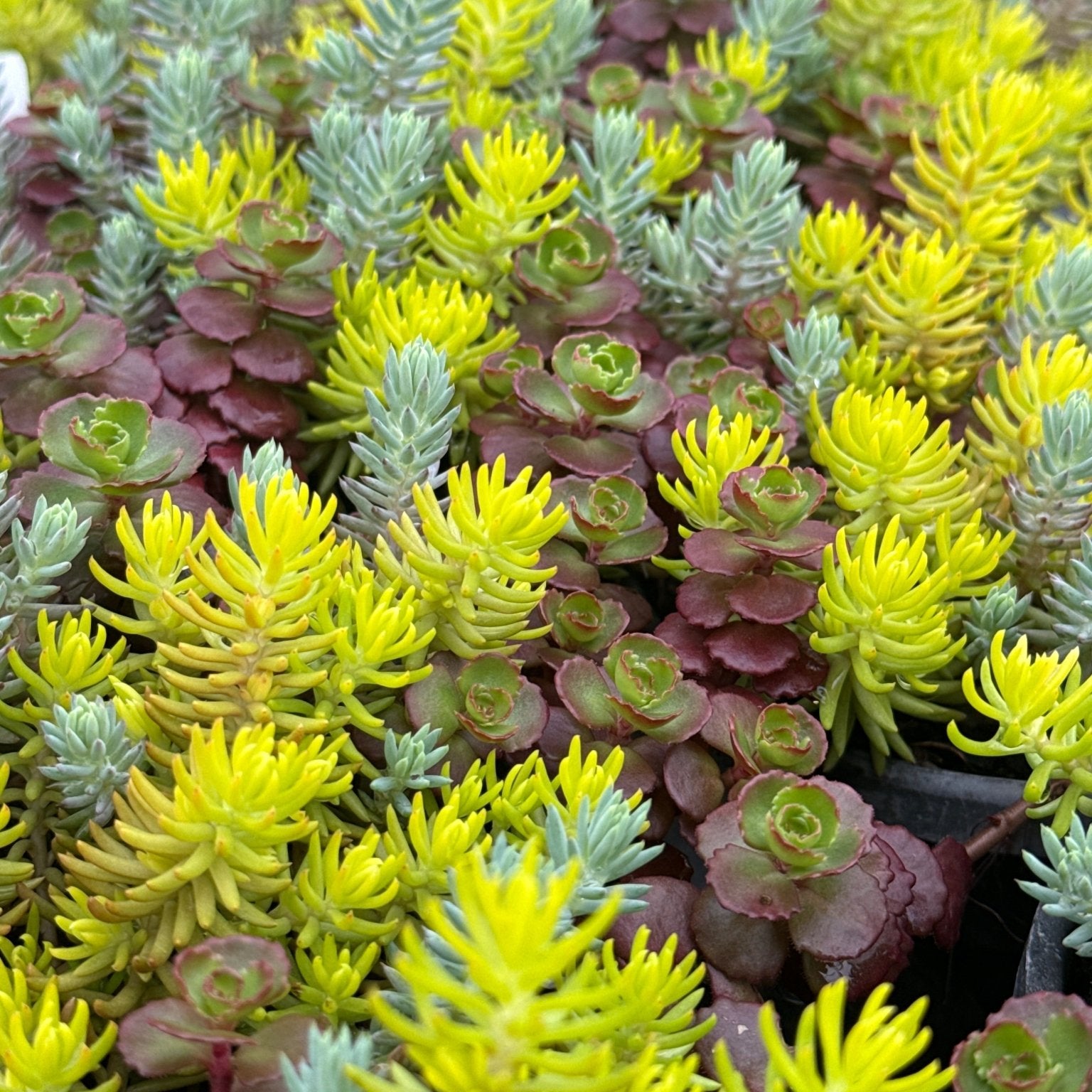 carpet succulents Flaming Carpet Sedum