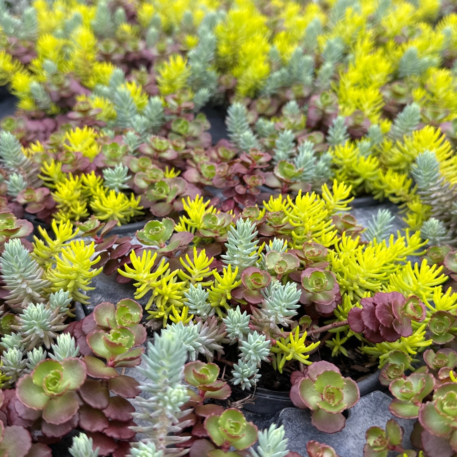 sedum succulent ground cover Flaming Carpet Sedum