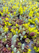 Plants Under $30