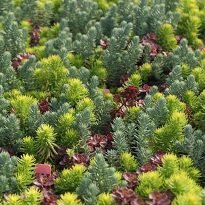 Flaming Carpet Sedum (Sedum 'Flaming Carpet'), a perennial featuring red, pink, yellow flowers and perennial.
