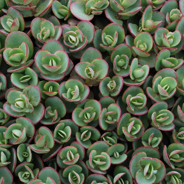 lime green succulent Lime Zinger Sedum for Sale