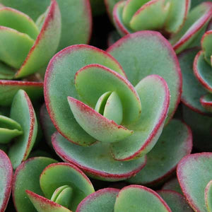 Perennial foliage of SunSparkler® Lime Zinger Sedum (Sedum 'Lime Zinger') in a garden setting.